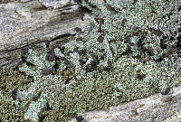 Image of Cladonia parasitica