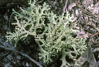 Image of Cladonia perforata
