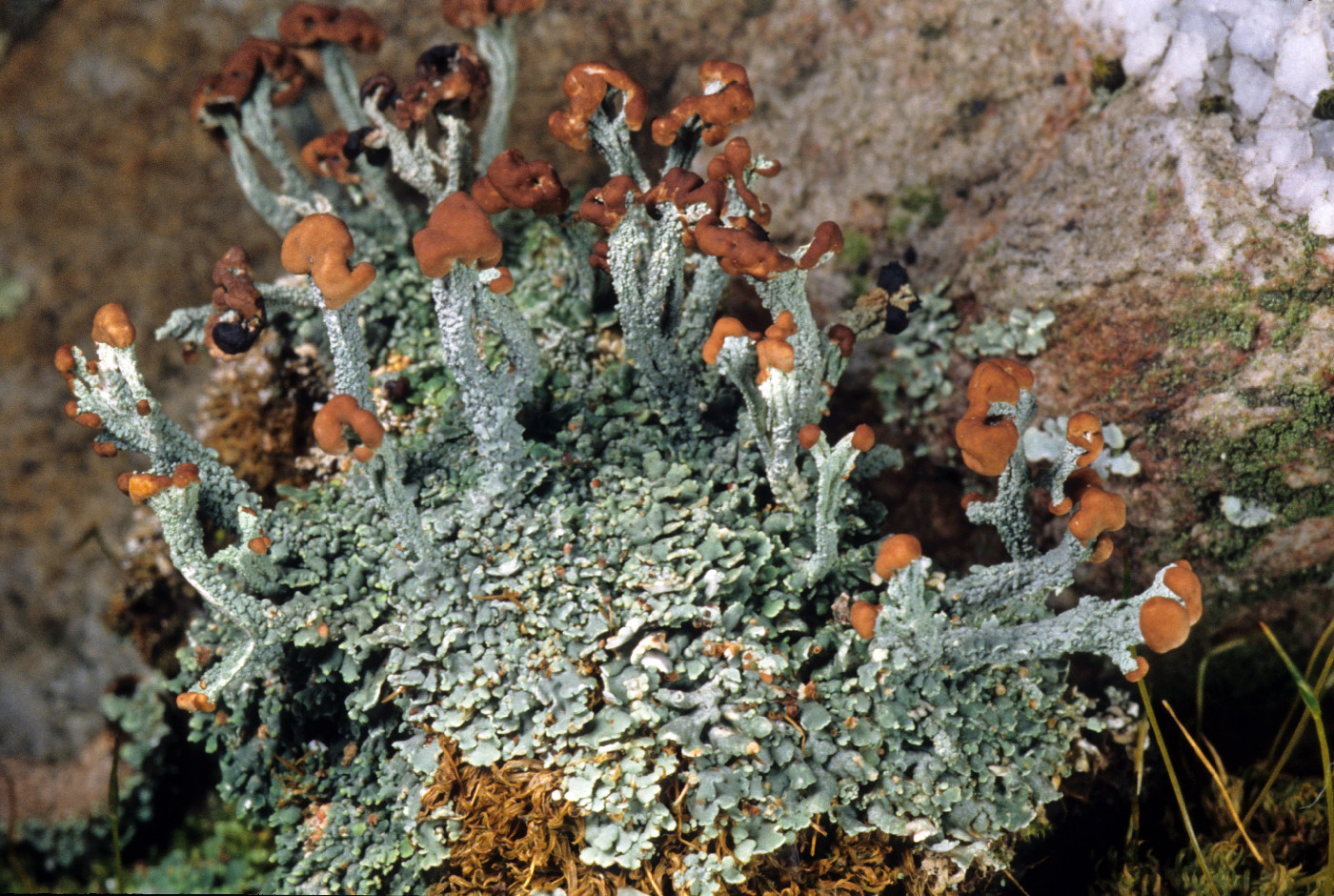 Cladonia peziziformis image