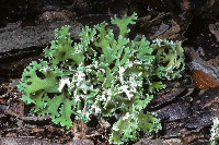 Cladonia prostrata image