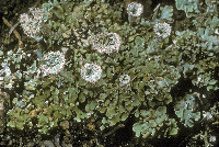 Cladonia pyxidata image