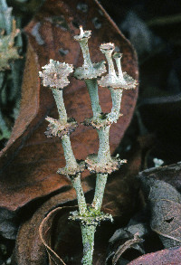 Image of Cladonia rappii