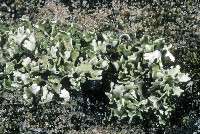 Image of Cladonia robbinsii