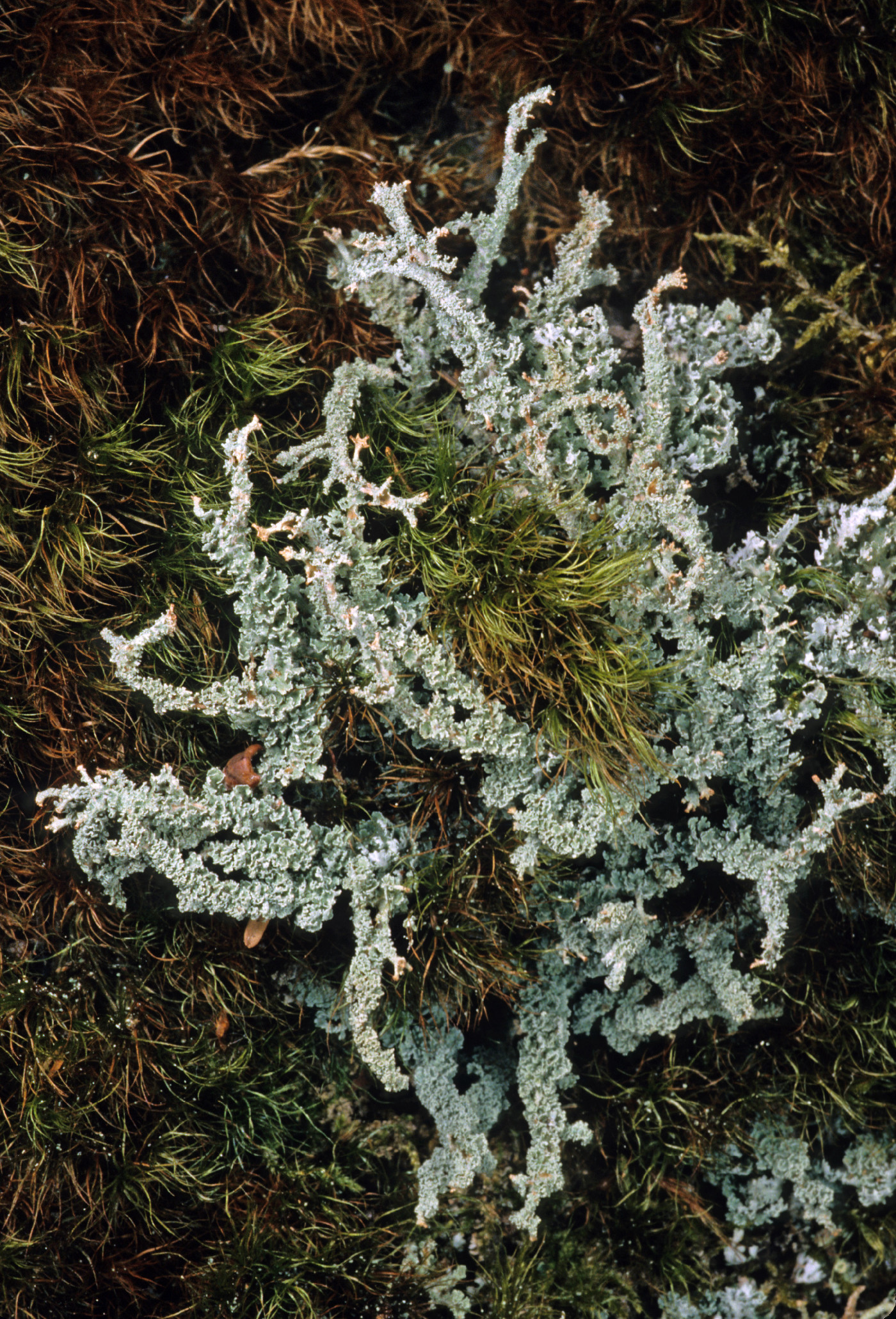 Cladonia squamosa image