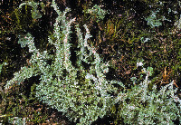 Cladonia squamosa image