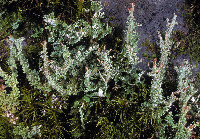 Cladonia squamosa image