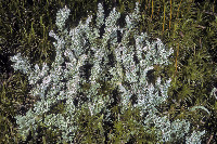 Cladonia squamosa image