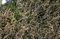 Cladonia subfurcata image