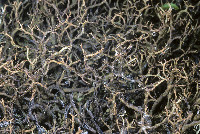 Cladonia subfurcata image