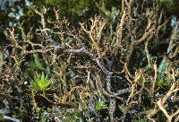 Image of Cladonia subfurcata