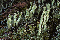 Cladonia sulphurina image