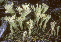 Cladonia sulphurina image