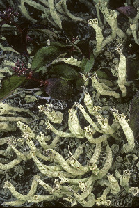 Cladonia sulphurina image