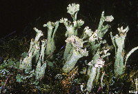 Cladonia sulphurina image