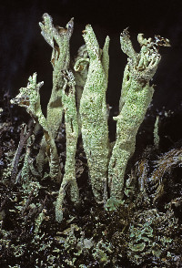 Cladonia sulphurina image