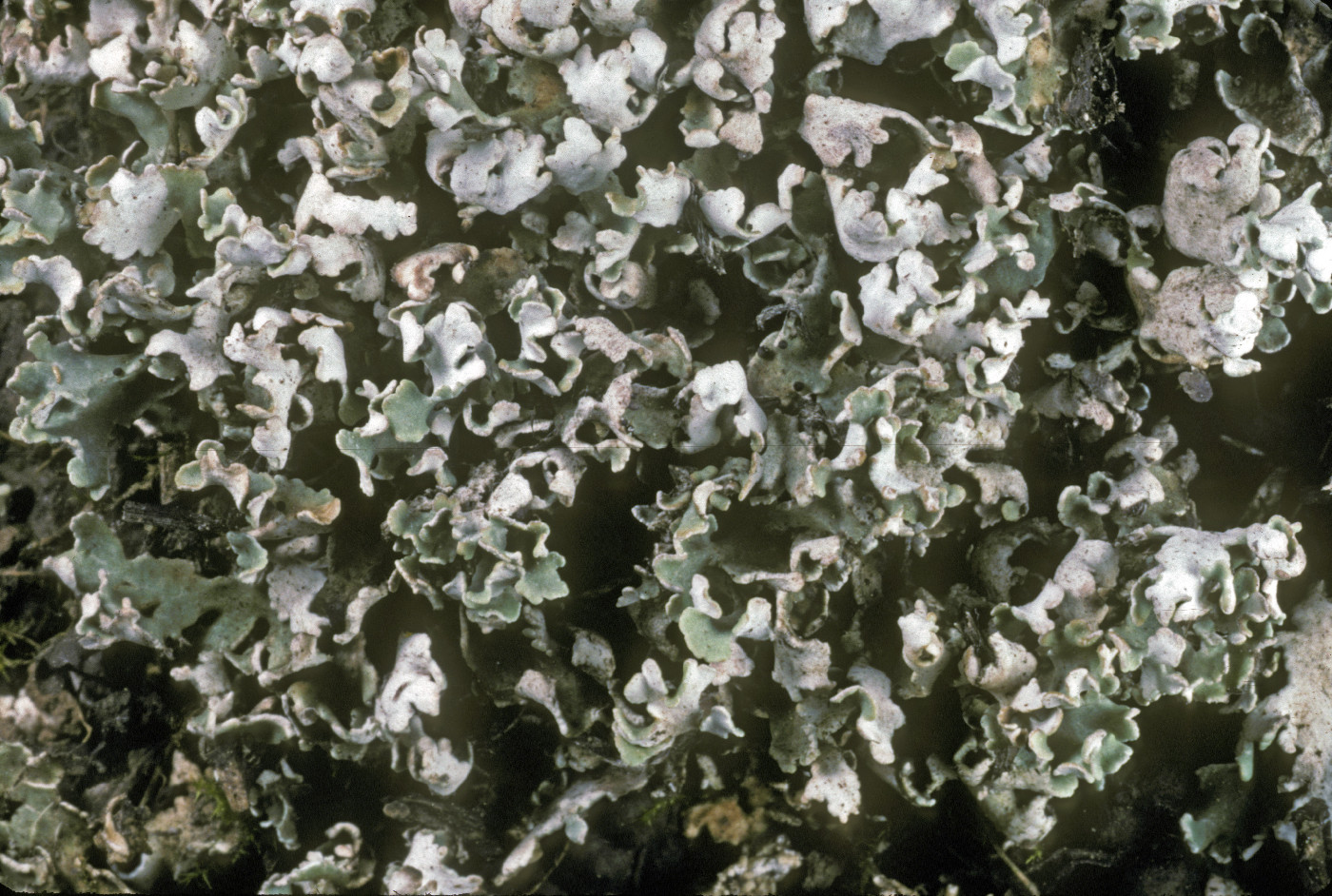 Cladonia symphycarpa image