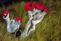 Cladonia transcendens image