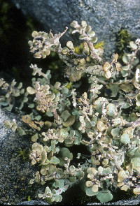 Cladonia trassii image