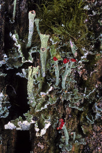 Cladonia umbricola image