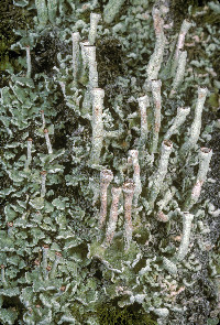 Image of Cladonia umbricola