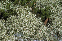 Cladonia uncialis image