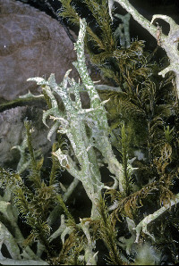 Cladonia uncialis image