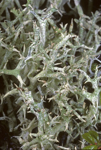 Cladonia uncialis image