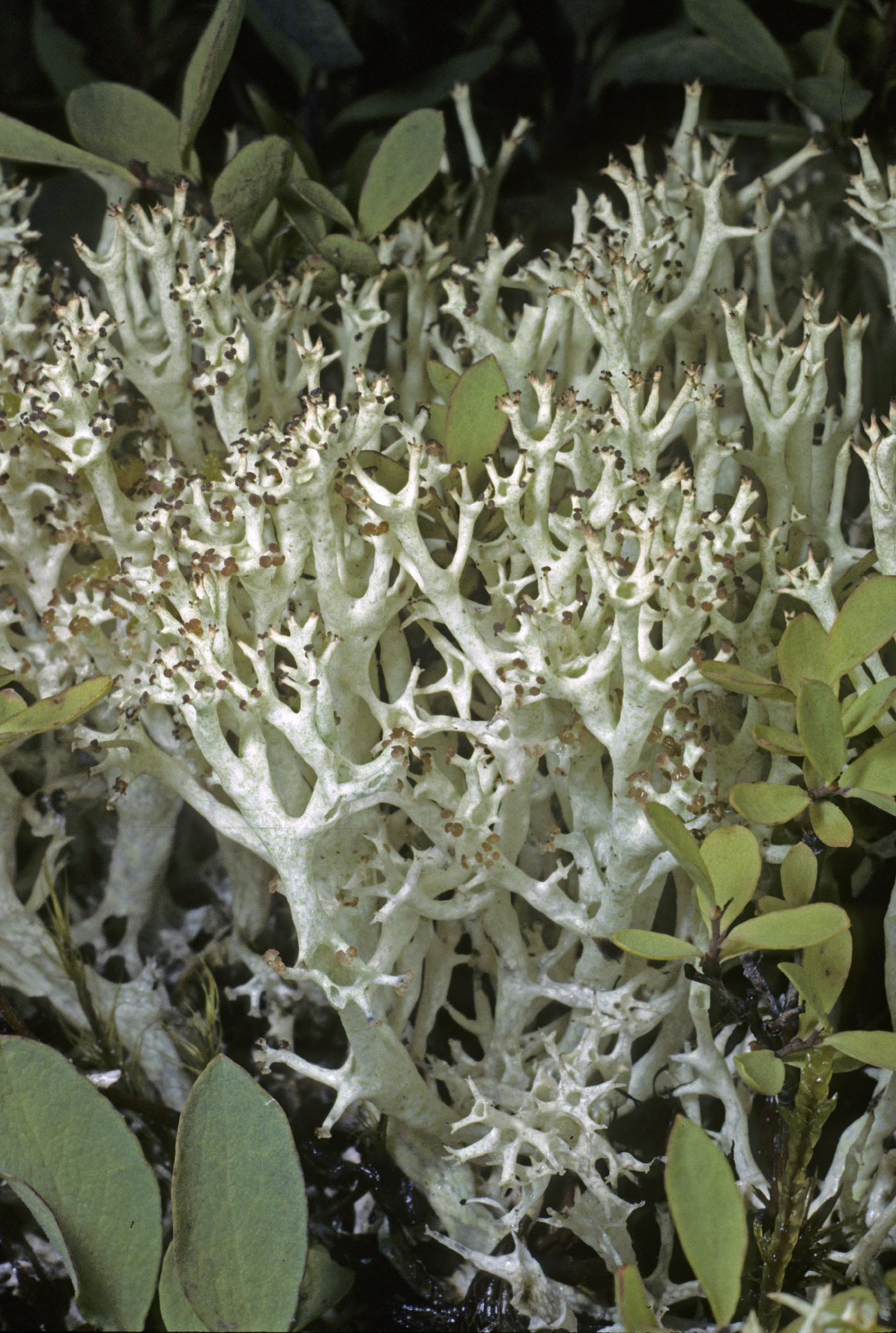 Cladonia uncialis image