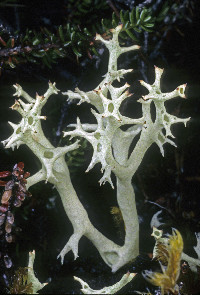 Cladonia uncialis image