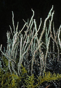 Cladonia verruculosa image