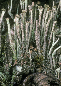 Cladonia verruculosa image