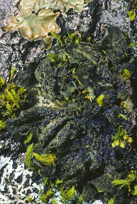 Collema nigrescens image