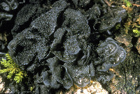 Collema subflaccidum image