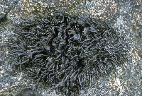 Cornicularia normoerica image