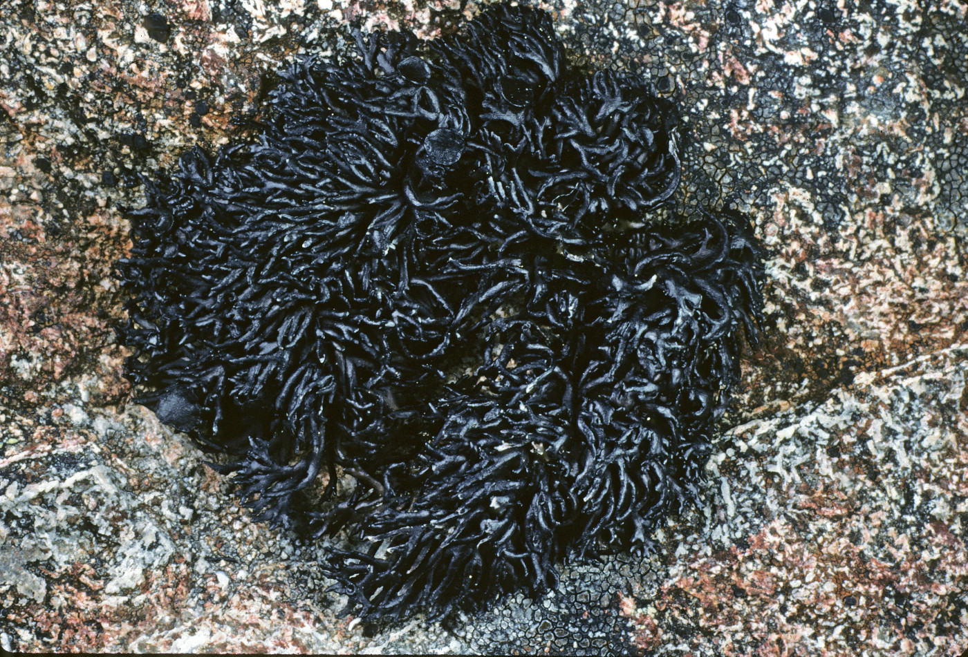 Cornicularia image