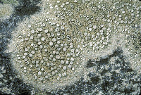 Image of Dendrographa conformis