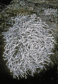 Dendrographa leucophaea image