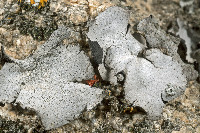 Dermatocarpon americanum image