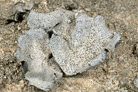 Dermatocarpon americanum image