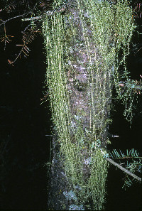Image of Usnea longissima