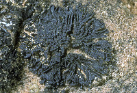 Enchylium tenax image