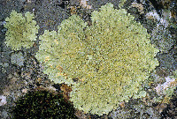 Flavoparmelia baltimorensis image