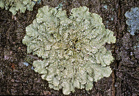 Flavoparmelia caperata image