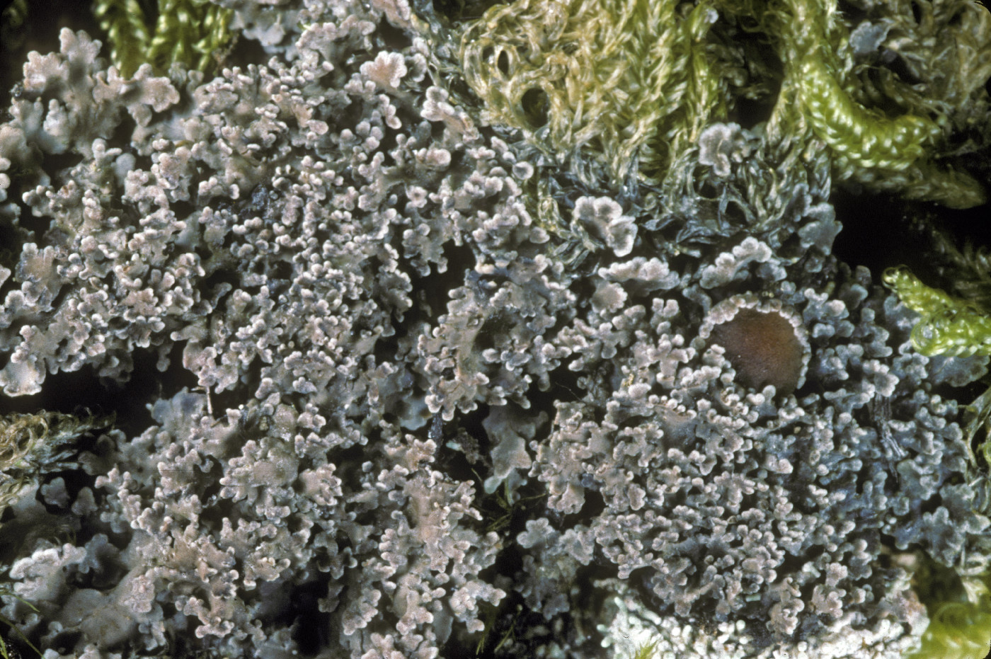 Steineropsis laceratula image