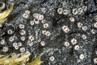 Gyalecta jenensis image