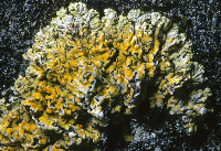 Image of Gyalolechia fulgens