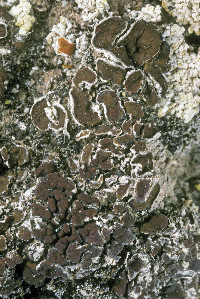 Gypsoplaca macrophylla image