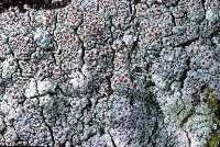 Image of Haematomma americanum