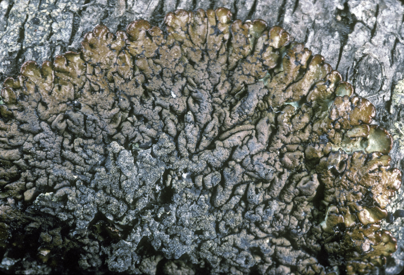 Hypogymnia austerodes image