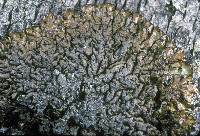 Hypogymnia austerodes image